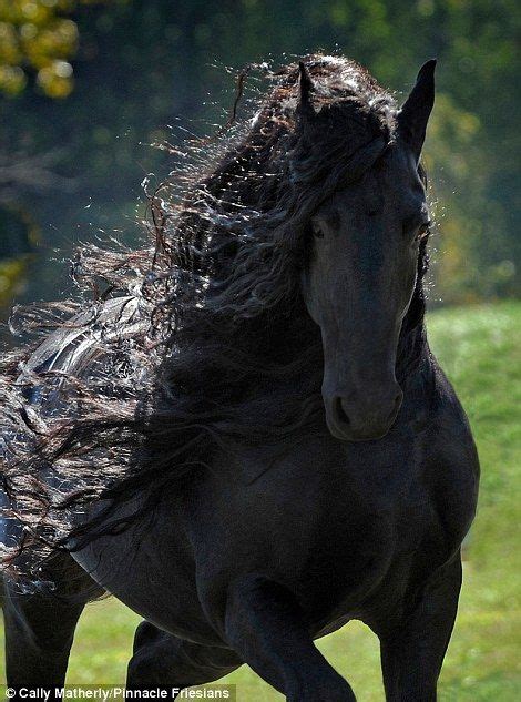 Majestic Horse Majestic Animals Black Horses Wild Horses Horse
