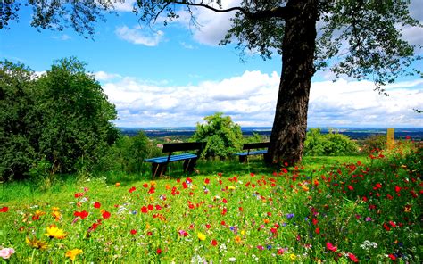 Scenery Of Red And Green Flowers Under Blue Sky Hd Wallpaper