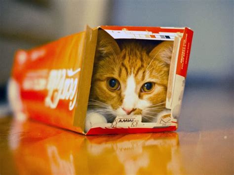 Why Do Cats Love Playing With Boxes Petlife