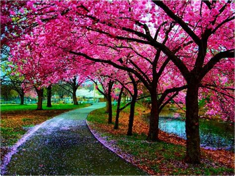 Spring In Kyoto Japan Pink Trees Tree Photography Beautiful Tree