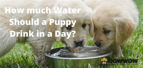 If you don't see something on that list and aren't sure, it's always best and safest to give them a call. How Much Water Should a Puppy Drink in a Day?