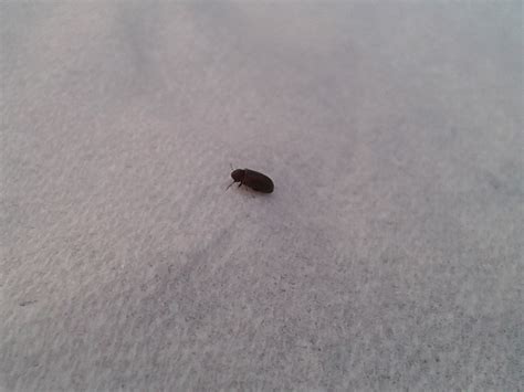 Bed bugs are extremely neglectful parents. Small Black Bugs In-House | Home Decor Ideas