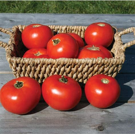 Davids Garden Seeds Tomato Slicing Mountain Fresh Plus