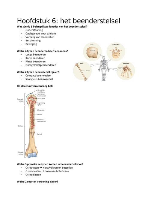 Hoofdstuk 6 Anatomie And Fysiologie V3t182 Studocu