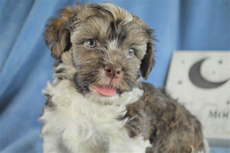 Now almost extinct in its founding country, the havanese was brought to united states during the cuban revolution in 1959 when only 11 dogs were left to save the breed from extinction. Havanese Puppies for Sale | Royal Flush Havanese