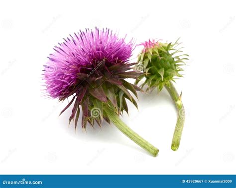 Thistle Flower Stock Image Image Of Isolated Beauty 43920667