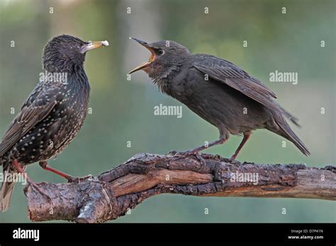 Juvenile starling hi-res stock photography and images - Alamy