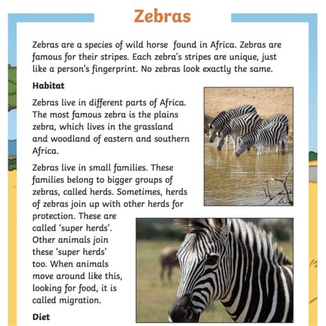 What Is A Zebra Zebra Habitat And Facts Twinkl Teaching Wiki