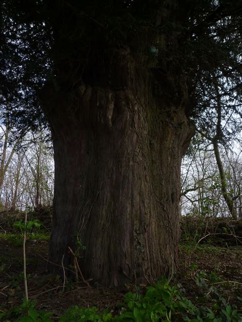 Oldest Trees Najstarsze Drzewa Cis W Bystrzycy Drugie Najstarsze