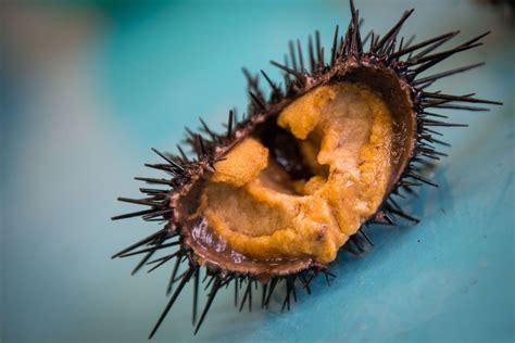 Eat Sea Urchins To Save The Oceans