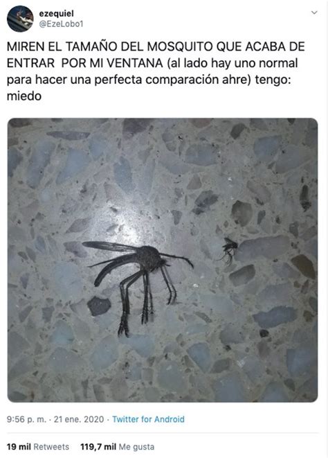 Mosquito Gigante Es Encontrado En Argentina Y Nadie Sabe Qué Es
