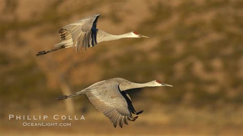 Two Sandhill Cranes Flying Side By Side Grus Canadensis Bosque Del Apache National Wildlife