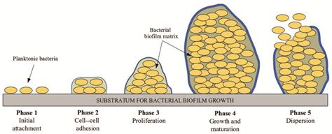 Five Major Phases Of Biofilm Formation Download Scientific Diagram