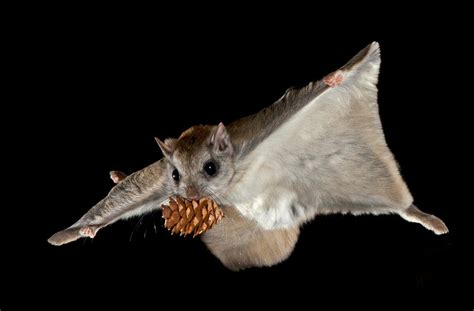 See The Nighttime Acrobatics Of Montanas Flying Squirrels Atlas Obscura