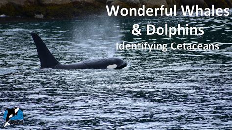 Orca Lesson 17 Identifying Cetaceans Part 1 Youtube