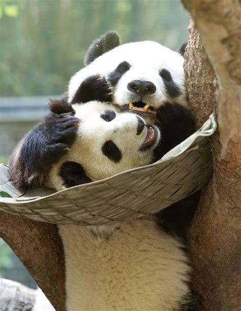 Panda Hugs From San Diego Ca Bear Stuffed Animal Baby Panda Bears
