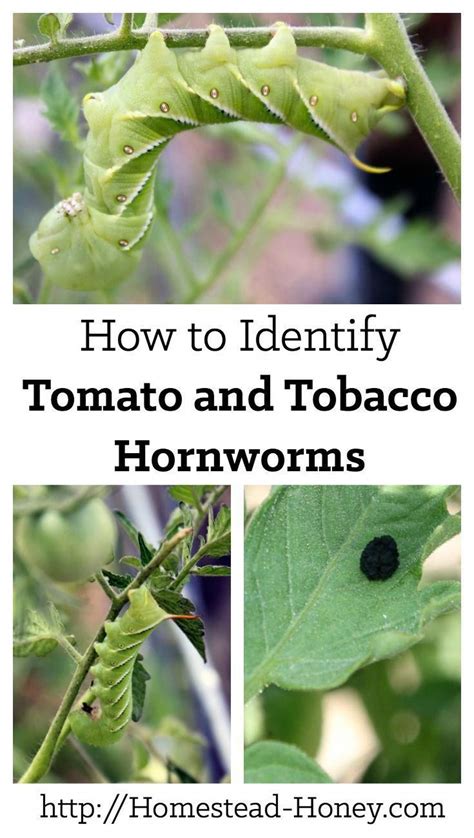 Tomato And Tobacco Hornworms Can Do A Lot Of Devastation To Your Tomato Plants Learn How To