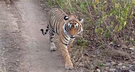 Ranthambore National Park Is A Paradise For Wildlife Photography Latest News And Blog From