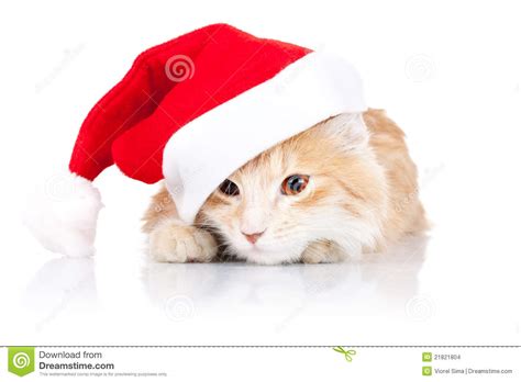 Cute Cat Wearing A Santa Hat Stock Images Image 21821804