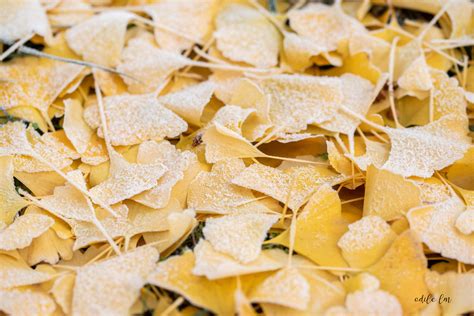 Frost On The Ginkgo Leaves Like Icing Sugar On Cookies Flickr