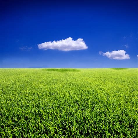 Blue Sky Grass From The Grass Highdefinition Picture 2 Free Stock