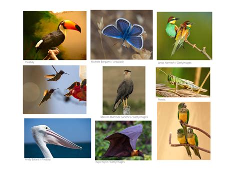 Nome De Animal Que Voa