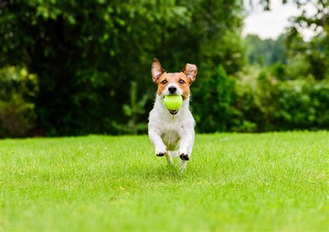 Follow These Simple Tips To Build The Perfect Artificial Grass Dog Run