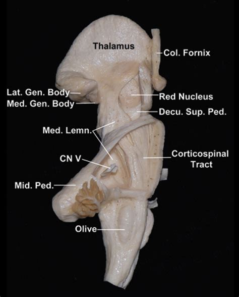 Netter Neck Anatomy