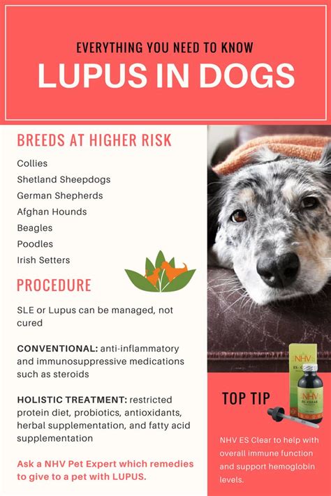 Vet Talk Lupus In Dogs Everything You Need To Know Lupus In Dogs