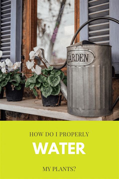 How Do I Properly Water My Plants Artofit