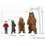 Comparison Of Commonly Found Bears And Their Sizes  TakeOutdoors
