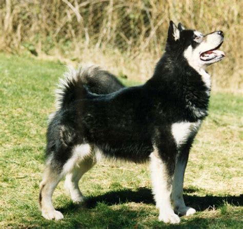 Alaskan Malamute Dog Breed Information Pictures And More