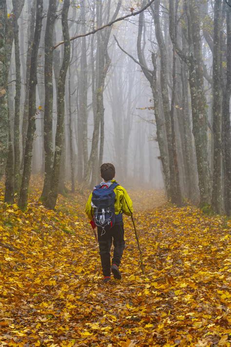 Full Length Rear View Of Boy Hiking On Fallen Autumn Leaves Amidst Bare