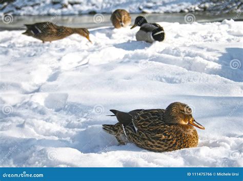 Mallard Ducks On The Snow Stock Photo Image Of Lake 111475766
