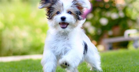 Most Popular Dog Breeds In The United States