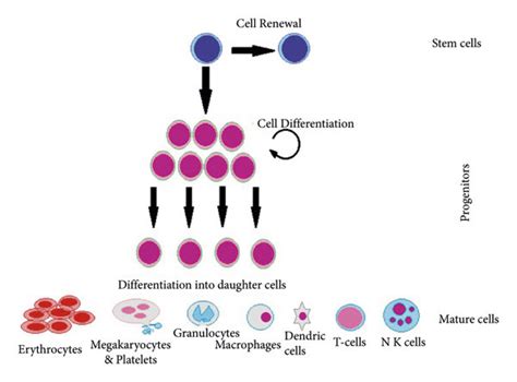 Stem Cell Proliferation Showing The Ability Of Self Renewal And Download Scientific Diagram