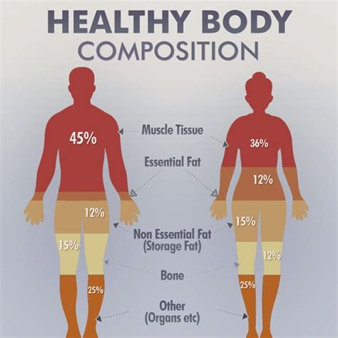 Normal Body Fat Composition Anal Sex Movies