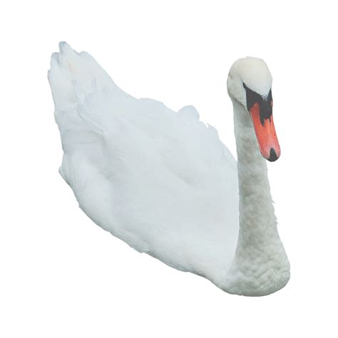 Free Swan Png Transparent Images Download Free Swan Png Transparent