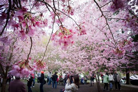 Cherry Blossom Festival To Take Place In Ha Noi In March Vietnam