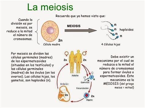 Meiosisx3 En Esta Pagina Vamos A Hablar Sobre La Meiosis Y Sus