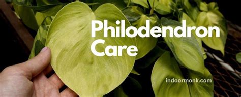 Philodendron Care Guide Growing Information And Tips Indoor Monk
