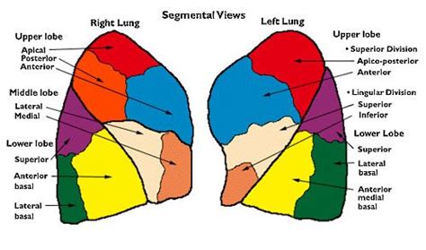Lung Segmental Anatomy