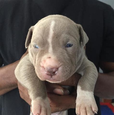 Male red nose pit bull puppy for sale. American Pit Bull Terrier Puppies For Sale | Phoenix Country Club, AZ #272093