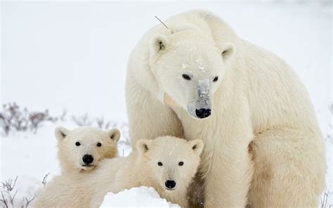 Hd Wallpaper Bear With Its Cubs Polar Bear With 2 Polar Bear Cubs