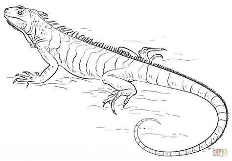Iguana Dragon Coloring Page Lizard Drawing Drawing Tutorial