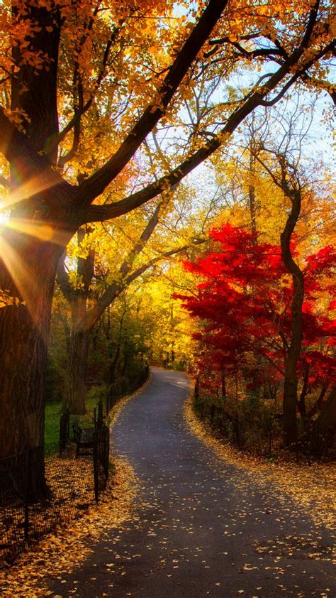 Wallpapers Sunset Nature Tree Sunlight Autumn Leaf Color Beautiful