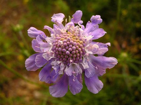 Scabiosa Comosa Fisch Ex Roem And Schult Plants Of The World Online