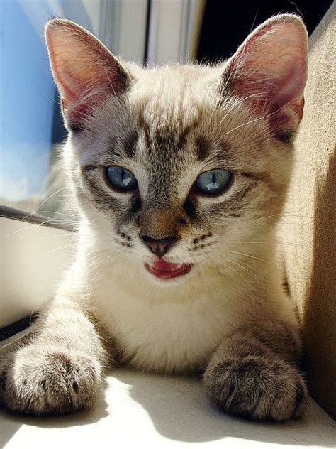 112 Best Lynx Point Siamese Images On Pinterest