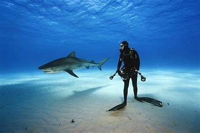 Underwater Shark Sea Divers Animals Nature Wallpapers