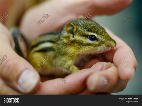 Baby Eastern Chipmunk Image And Photo Free Trial Bigstock